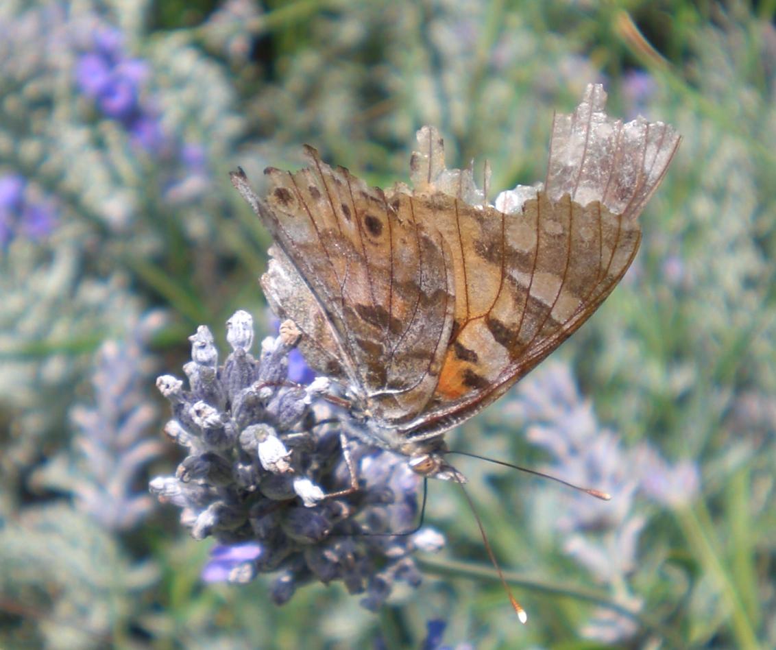 Farfalle da identificare